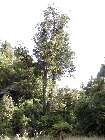 A New Zealand Rimu tree towers above the forest.